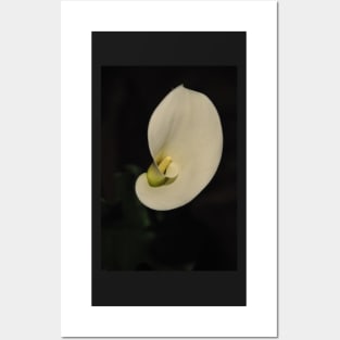 White Calla Lily Posters and Art
